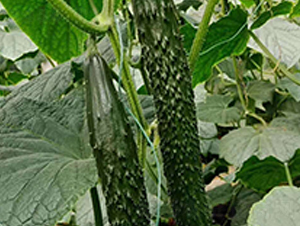 ����A��(r��n)-�S�ϷN��-���N�I(y��)