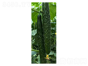 �G��A6-�S�ϷN��-���N�I(y��)