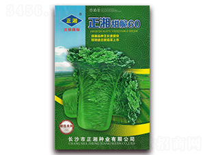 �������60-�ײ˷N��-����N�I