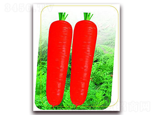 ���t�˴�-���}���N��-�����r�I