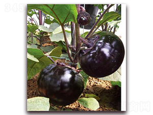 ���t�ڴT-���ӷN��-�ѹ��N�I