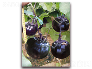 �A�s����-���ӷN��-�ѹ��N�I