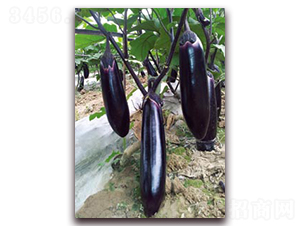 ���I��-���ӷN��-�ѹ��N�I