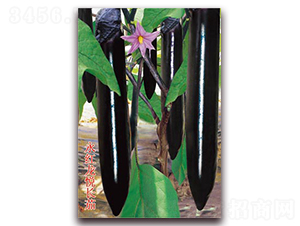 ���t�����L��-���ӷN��-�ѹ��N�I