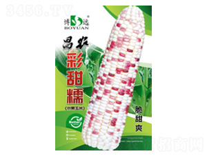 彩甜糯-昌農種業