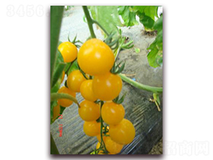 �S��С����-���ѷN��-���\�N��