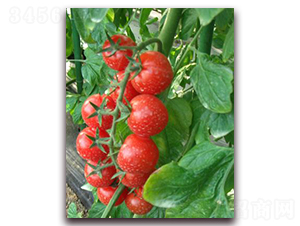 �t�����ͷ���-���ѷN��-���\�N��