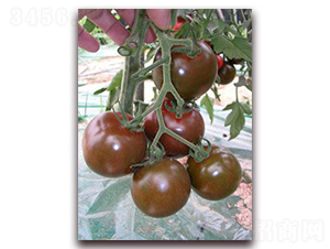 ����100С����-���ѷN��-���\�N��