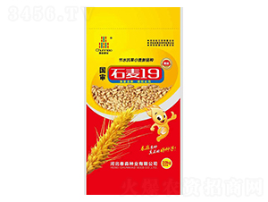石麥19號(hào)-春淼種業(yè)