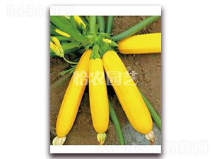 ��Ƥ�����J-�����J�N��-���r�@ˇ