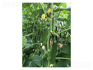 �Gؐ-ˮ���S�ϷN��-��V�r(n��ng)�I(y��)