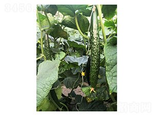 �S��518-�S�ϷN��-��V�r(n��ng)�I(y��)