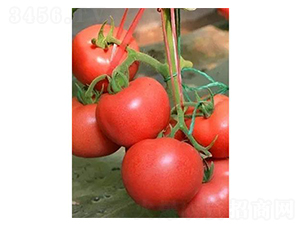 �t��6̖-���ѷN��-�֮���r�I(y��)