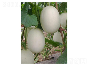 ����-��ϷN��-�֮���r(n��ng)�I(y��)