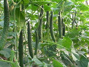 �S�ϷN��-��ϲ�r(n��ng)�I(y��)