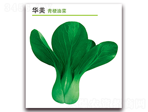 �A��-�๣�˷N��-������