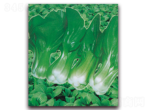 �����Ϻ���-�๣�˷N��-������