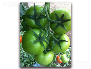 ����8̖����-���ѷN��-�M��N��