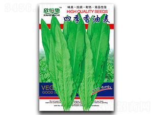 四季香油麥-油麥菜種子-恒馳種業