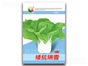 ������ѩ-�ײ˷N��-�r֮��