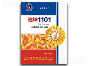 乾坤1101-玉米種子-乾坤種業