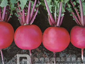 �t��1̖-�tƤ�}���N��-�¸�