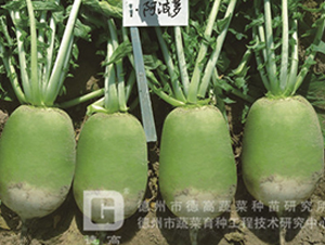 �����}-�S�GƤ�}���N��-�¸�