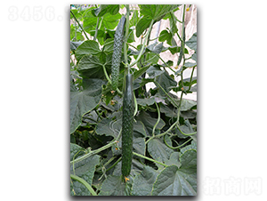 �ۃ�(y��u)60-�S�ϷN��