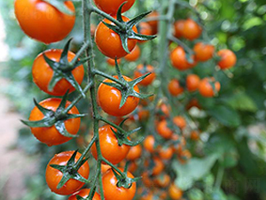 ���гș�2̖-���ѷN��