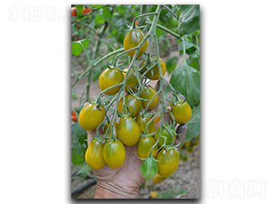 壽研黃金玉-番茄種子