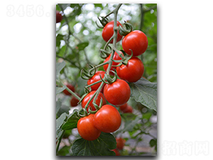 ���е�ϼ-���ѷN��