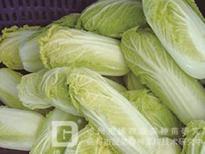 �¸߽����S-���޲˷N��-�¸�