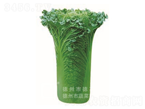 ���A60-��ײ˷N��-�¸�