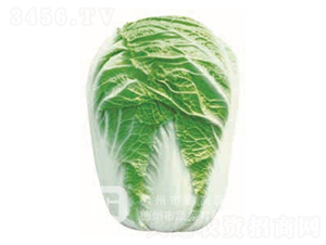 �¸�1̖-��ײ˷N��-�¸�