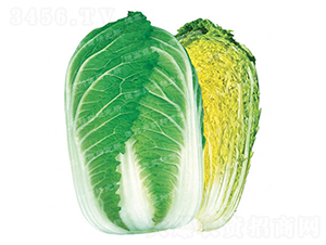 抗根腫病白菜-CR143-大白菜種子-德高