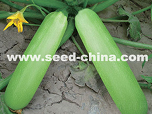 �߿��������G�䡱-�����J�N��-���·N�I