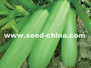 �G��ʯ-�����J�N��-���·N�I