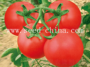 ����F1-���ѷN��-���·N�I