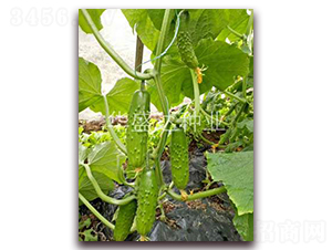 ʢ�S��̖-�S�ϷN��-�Aʢ�_