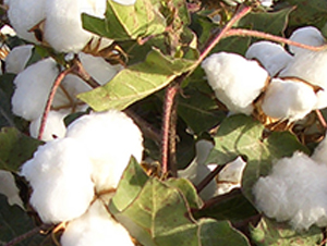 �����17̖-�޻��N��-��ʥ�̷N�I