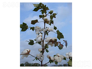 �����79̖-�޻��N��-��ʥ�̷N�I(y��)