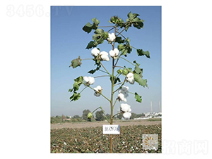 ��ʯK18-�޻��N��-��ʥ�̷N�I(y��)