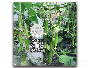 �r��ʮһ̖(h��o)-�S�ϷN��-�¸ɾ�