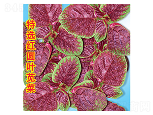 ���x�t�A�~�{��-�{�˷N��-�f�r(n��ng)�߿�