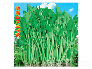 ������Ĳ�-���Ĳ˷N��-�f�r�߿�