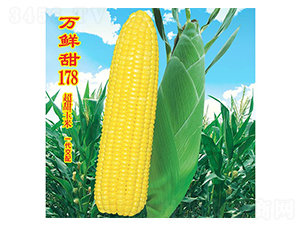 萬鮮甜178-甜玉米種子-萬農(nóng)高科
