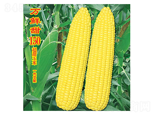 萬鮮甜150-甜玉米種子-萬農(nóng)高科