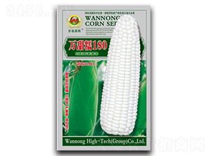 萬甜糯180-糯玉米種子-萬農高科