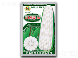 萬農甜糯158-糯玉米種子-萬農高科