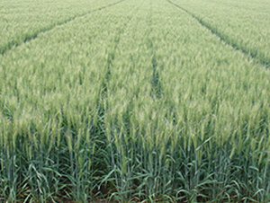 ɽ�r24̖-С���N��-����N�I